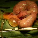 ropomacicze, torbiele jajników, antykoncepcja kotek, sterylizacja, ovariohisterectomia ropomacicze, torbiele jajników, antykoncepcja kotek, sterylizacja, ovariohisterectomia