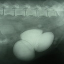 kamienie w pęchrzu moczowym, częste oddawanie moczu, nietrzymanie moczu u psa