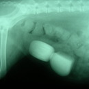 cystotomia, usunięcie kamieni moczowych, ból brzucha prz drapaniu cystotomia, usunięcie kamieni moczowych, ból brzucha prz drapaniu